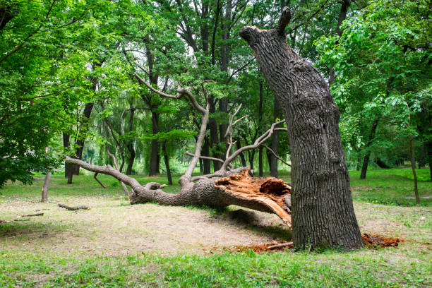Best Tree Removal  in Wesson, MS